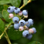 Blueberry – Highbush Jersery – #2 Container